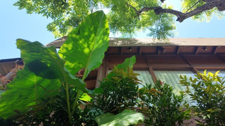 Low angle view looking up past large tropical leaves towards the wooden exterior wall and roofline of a Mahaloka lumbung villa.