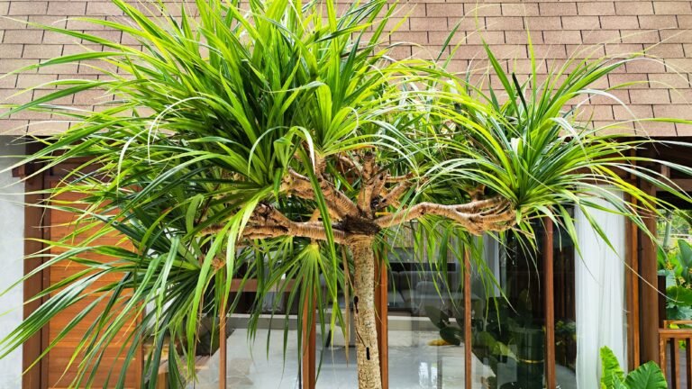 Close-up view of a vibrant green Pandan plant in The Mahaloka's tropical garden, with lumbung villa roof in background.