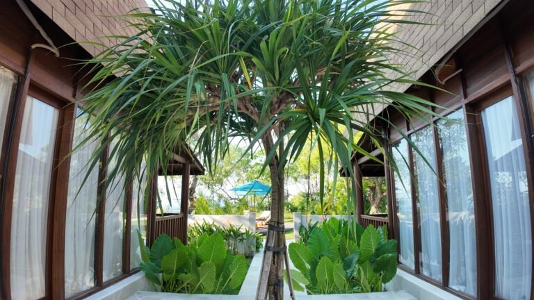 Symmetrical view down the central garden path between The Mahaloka villa entrances, focusing on a feature tree.