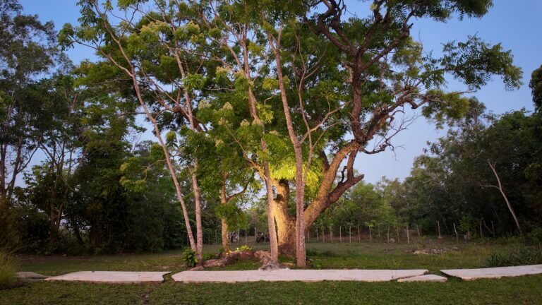 The ancient, majestic Neem Tree at The Mahaloka, dramatically lit from below against the twilight sky in the garden.