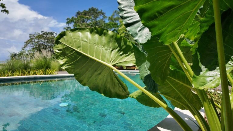 Close-up detail of a large green Taro leaf hanging over the edge of The Mahaloka's tiled shared pool.